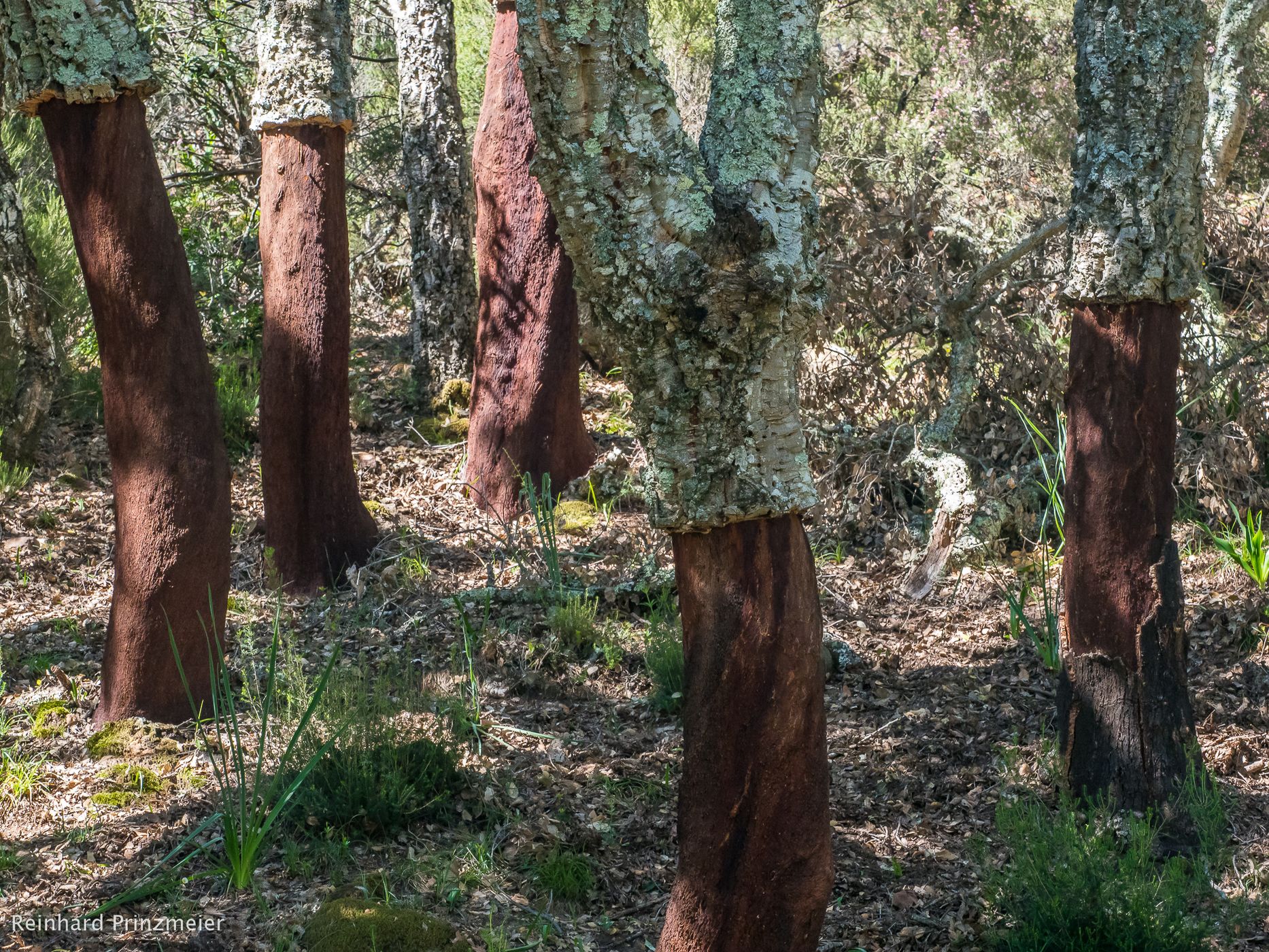 Los Alcornocales Nature Park, Spain