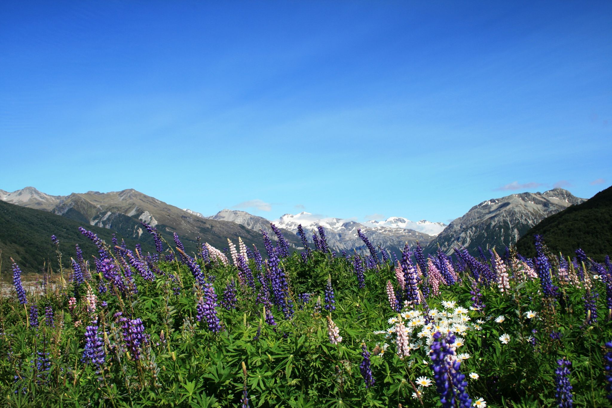lupins on the roadside, New Zealand