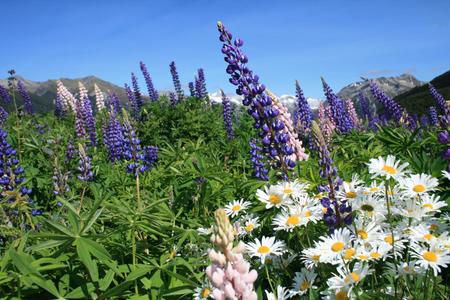 lupins on the roadside