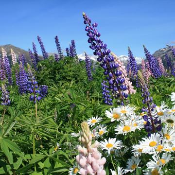 lupins on the roadside, New Zealand