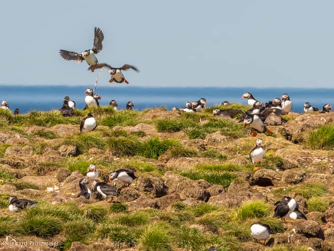 Elliston Puffin Viewing Site