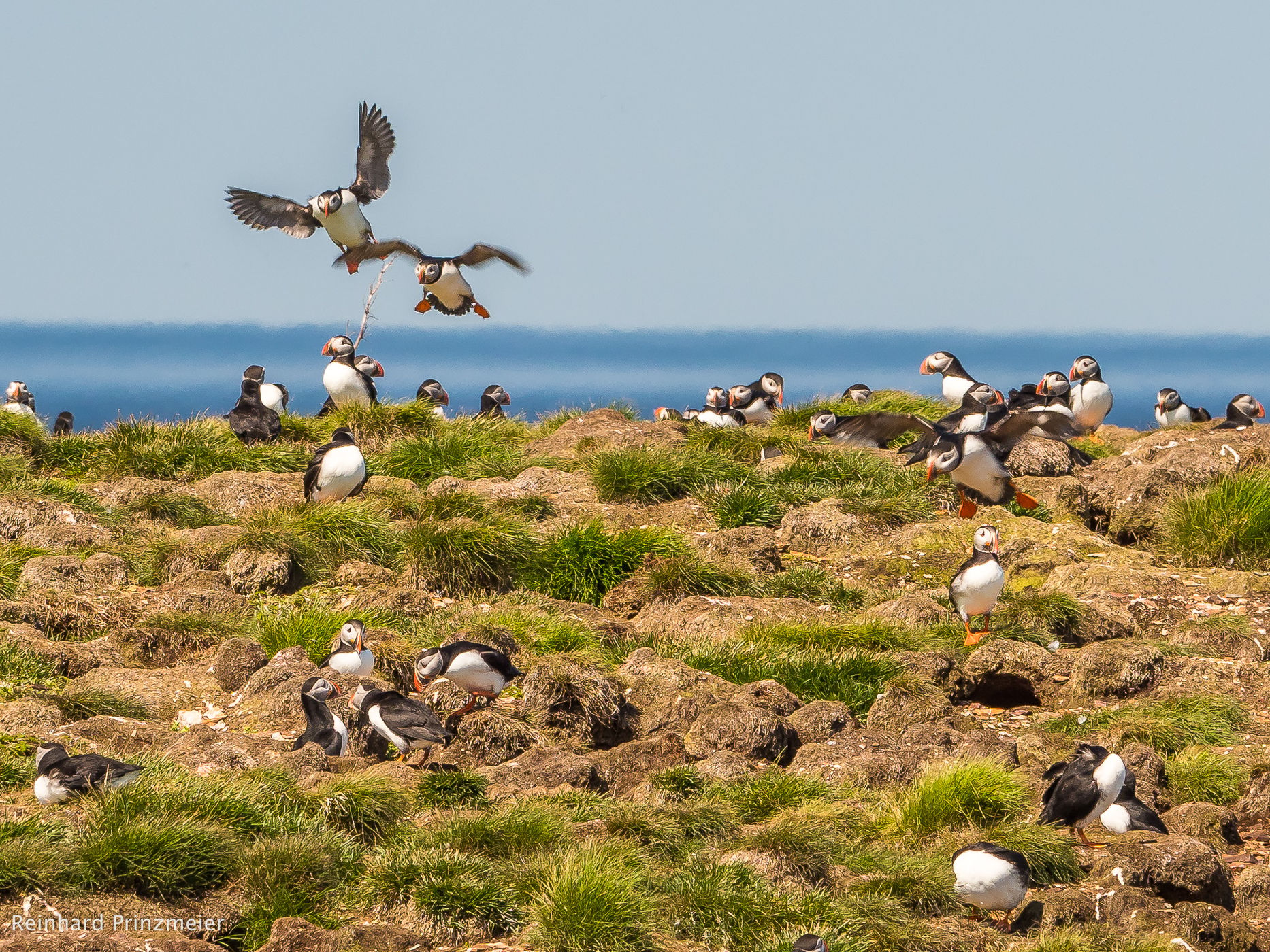 Elliston Puffin Viewing Site, Canada