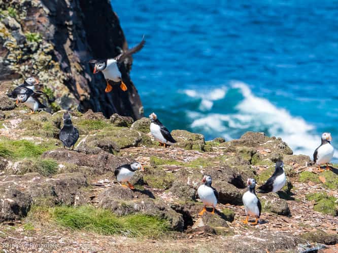 Elliston Puffin Viewing Site