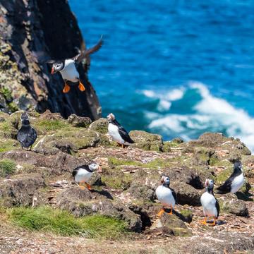 Maberly Puffin Viewing Site, Canada