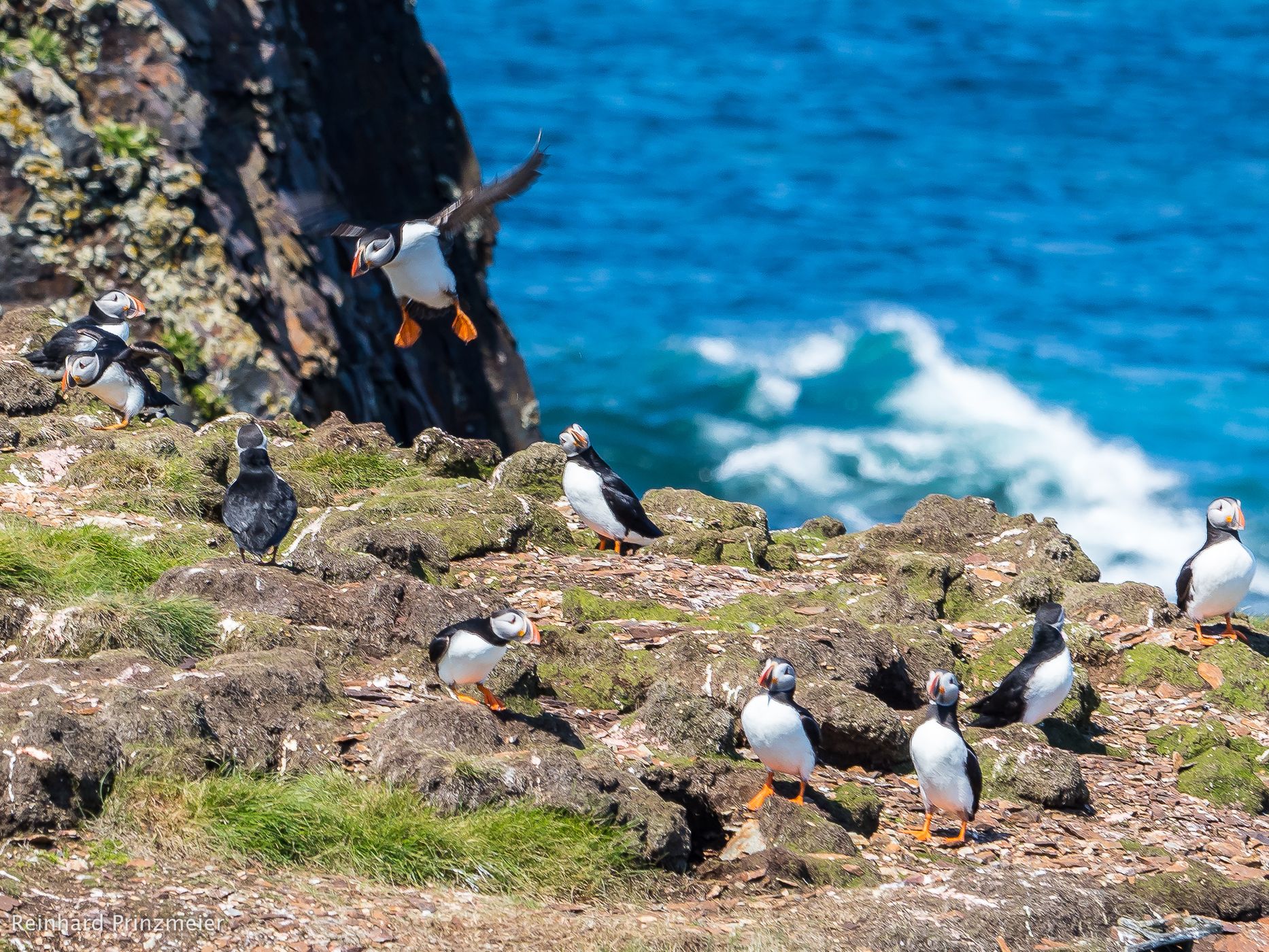 Elliston Puffin Viewing Site, Canada