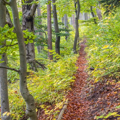 Maienwand primeval forest path, Germany