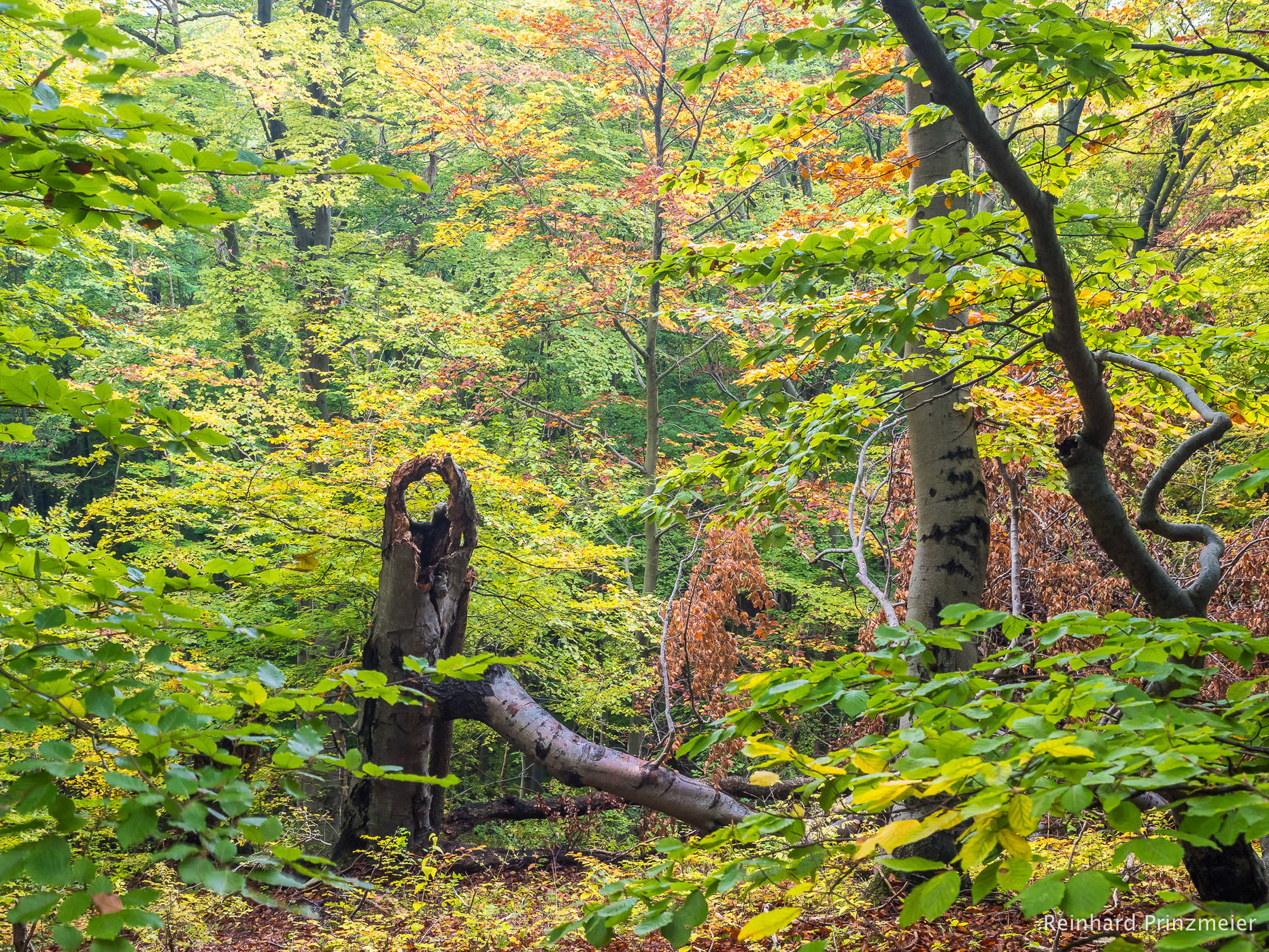 Maienwand primeval forest path, Germany