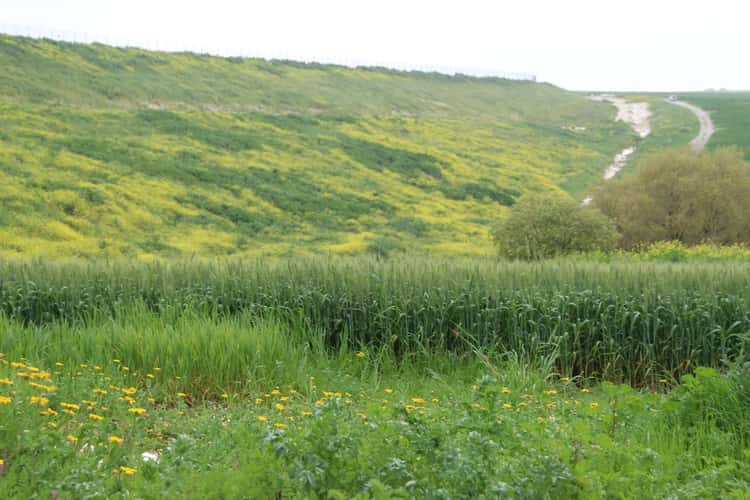 Mapalej Raz
