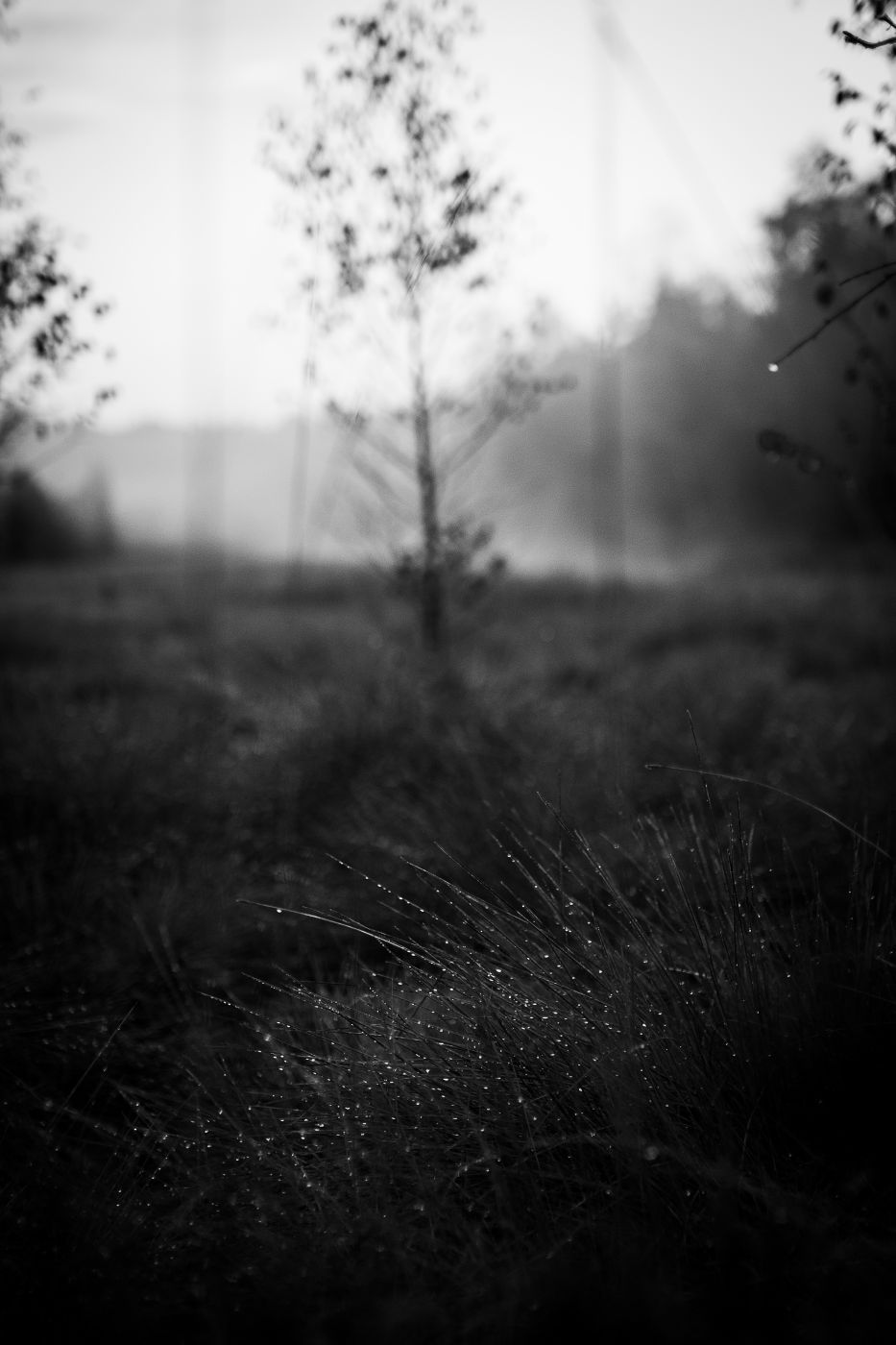 Moor, Germany