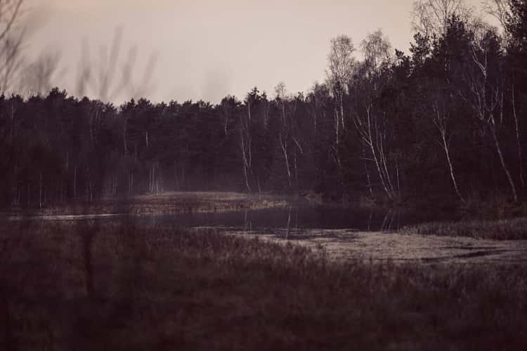 Moor