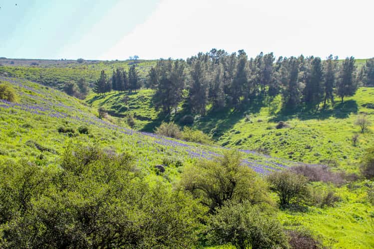 Nahal Tavor