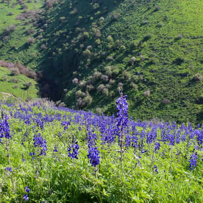 Nahal Tavor, Israel