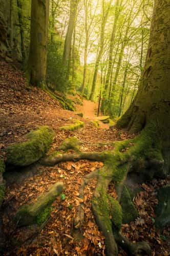Naturentdeckungspfad