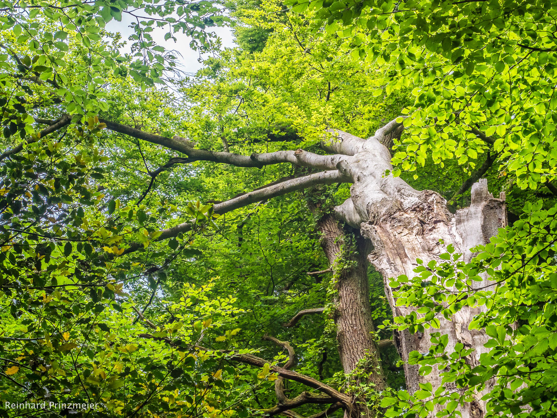 Neuenburg virgin forest, Germany