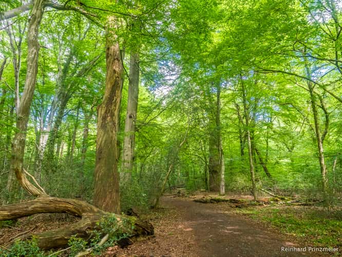 Neuenburg virgin forest