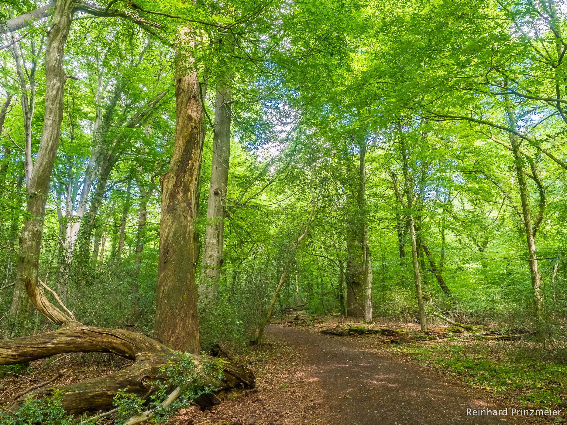 Neuenburg virgin forest, Germany