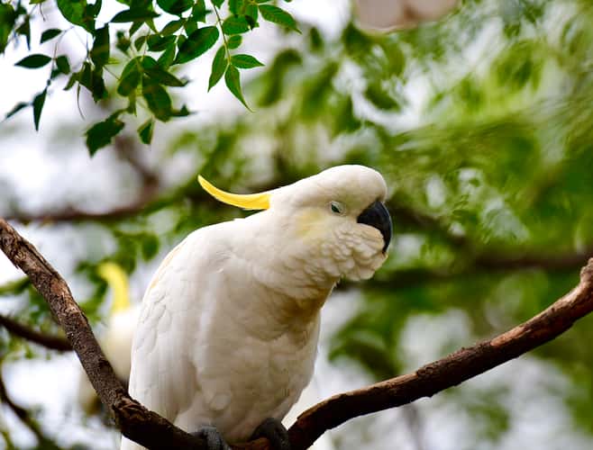 Parramatta Park, Sydney