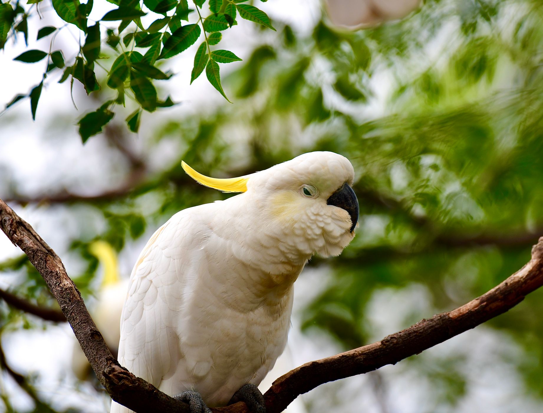 Parramatta Park, Sydney, Australia