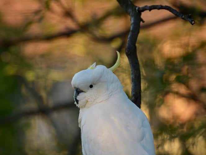 Parramatta Park, Sydney