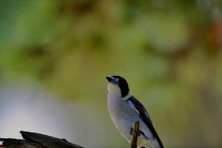 Parramatta Park, Sydney