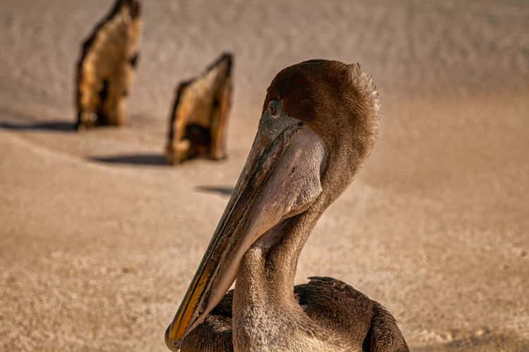 Pelican Bachas Beach - Santa Cruz Island Galapagos