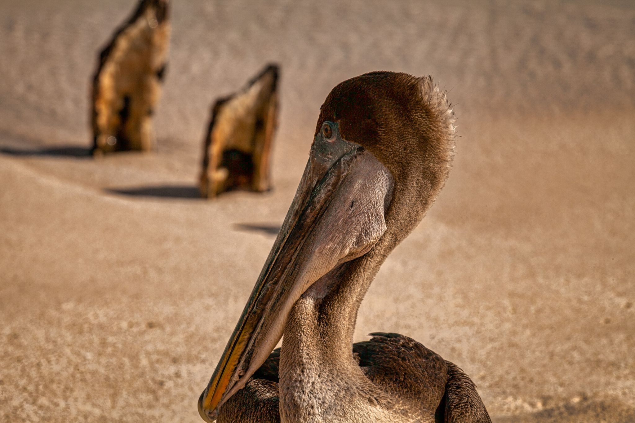 Pelican Bachas Beach - Santa Cruz Island Galapagos, Ecuador