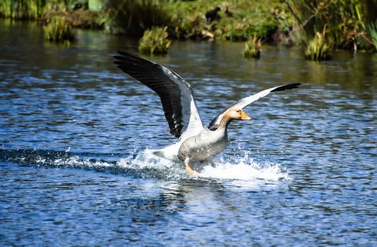 Pensthorpe natural Park