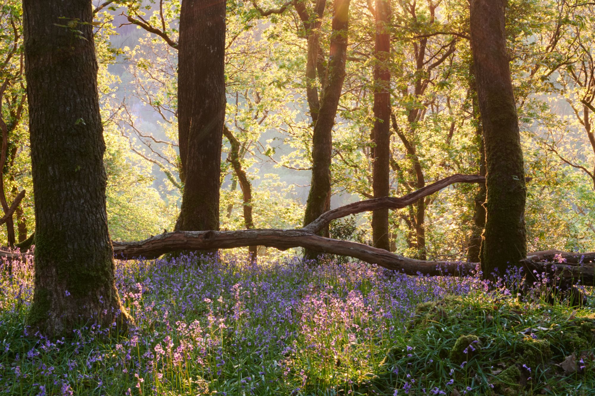 Plymbridge woods, United Kingdom