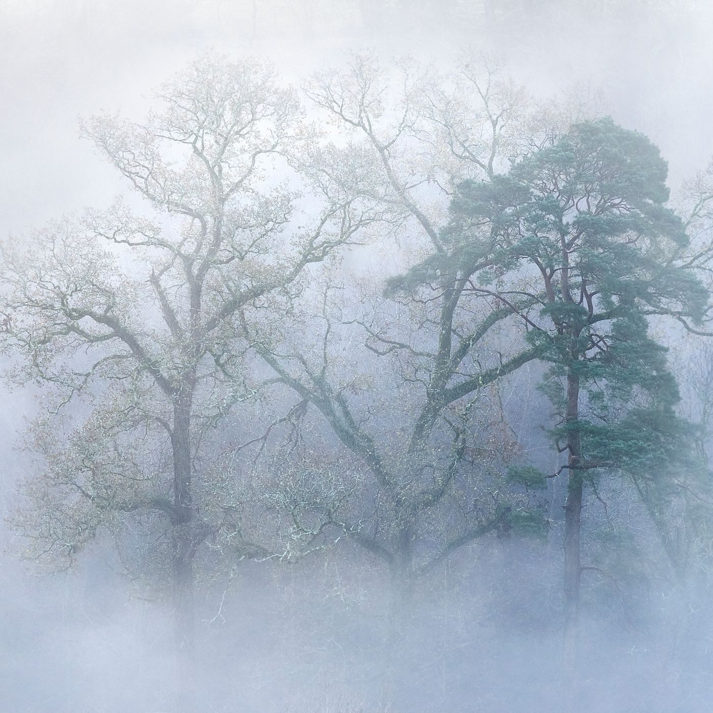 Plymbridge woods, United Kingdom