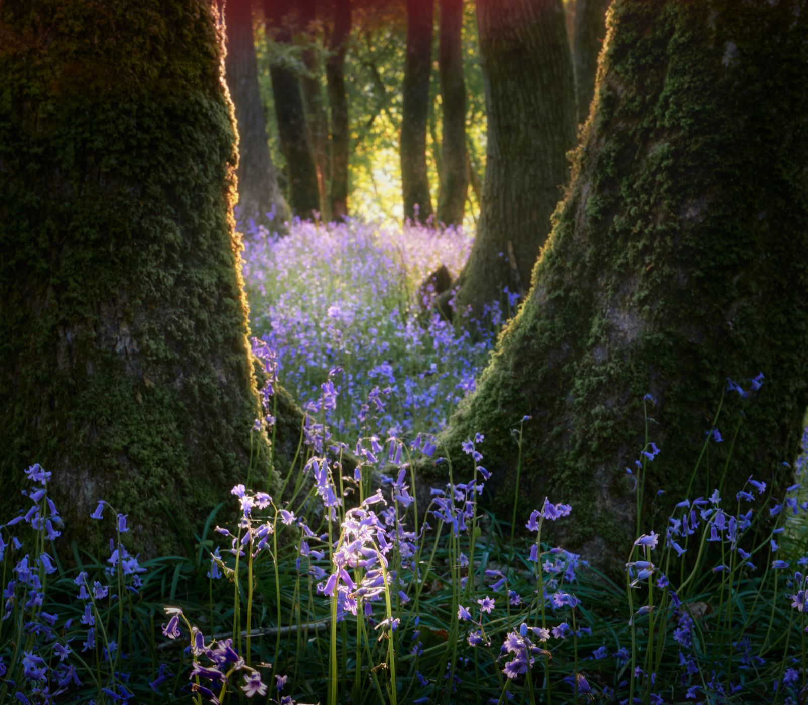 Plymbridge woods, United Kingdom
