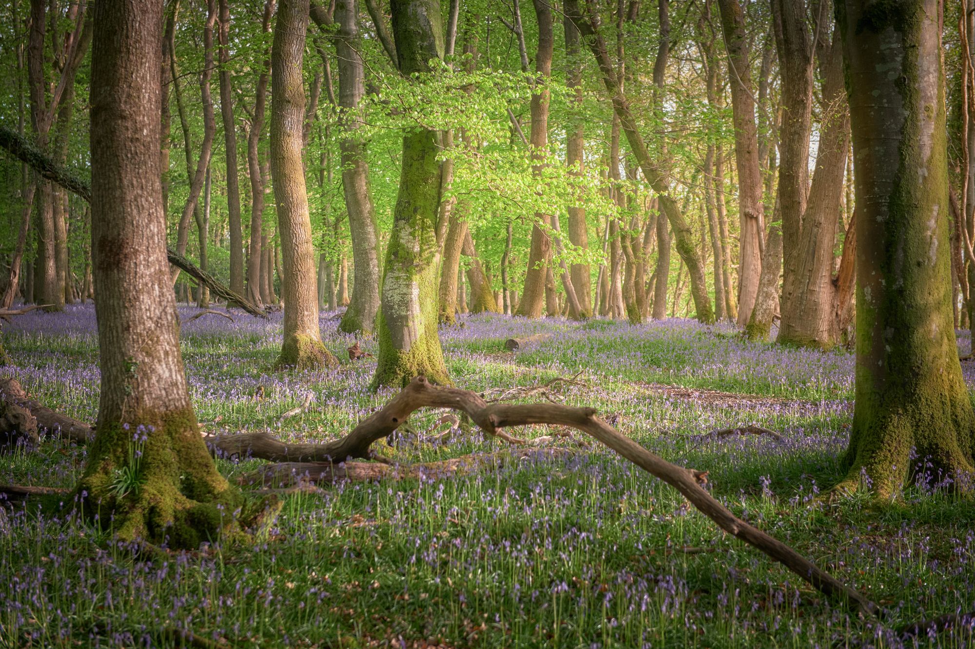 Plymbridge woods, United Kingdom