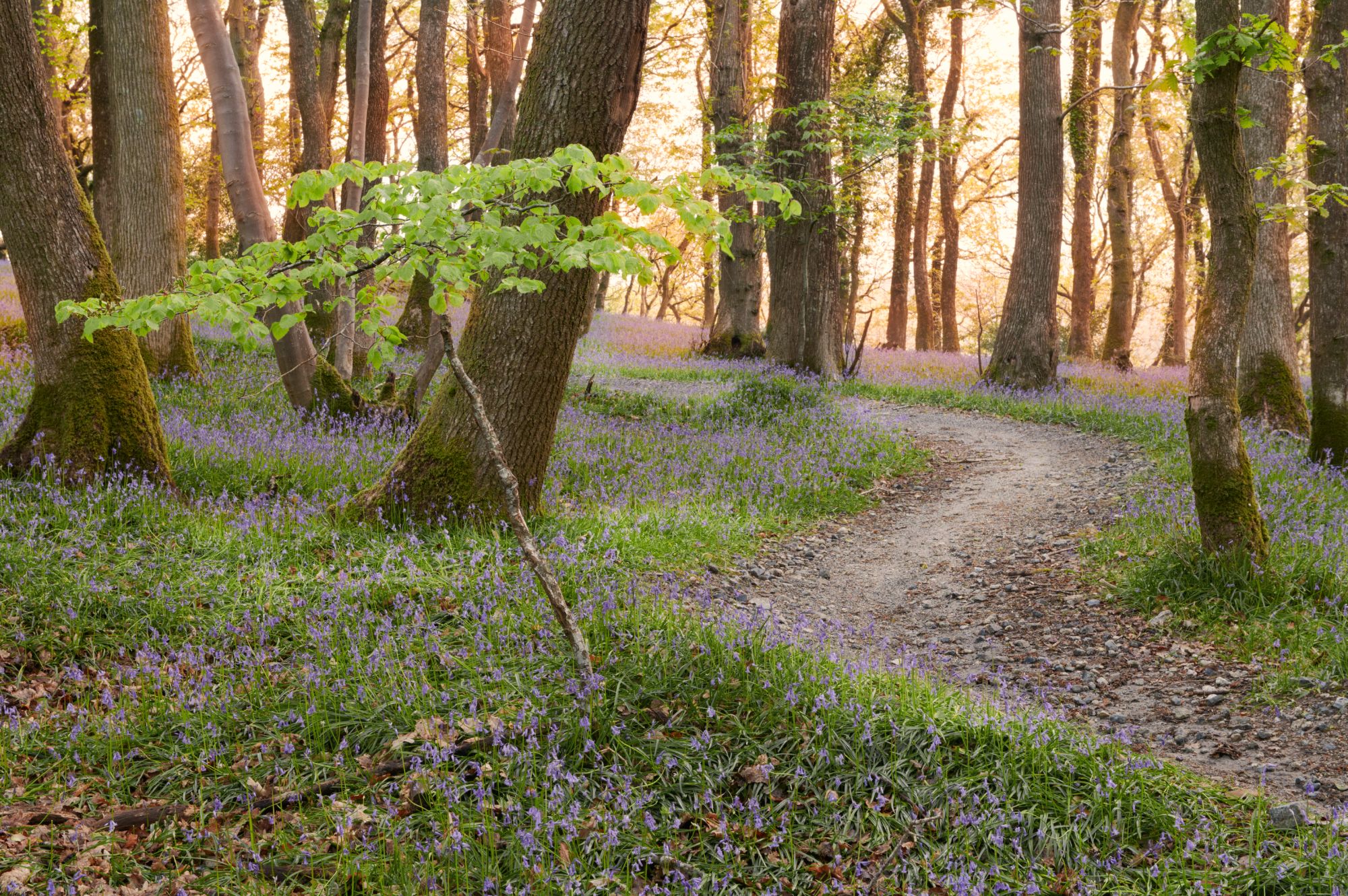 Plymbridge woods, United Kingdom
