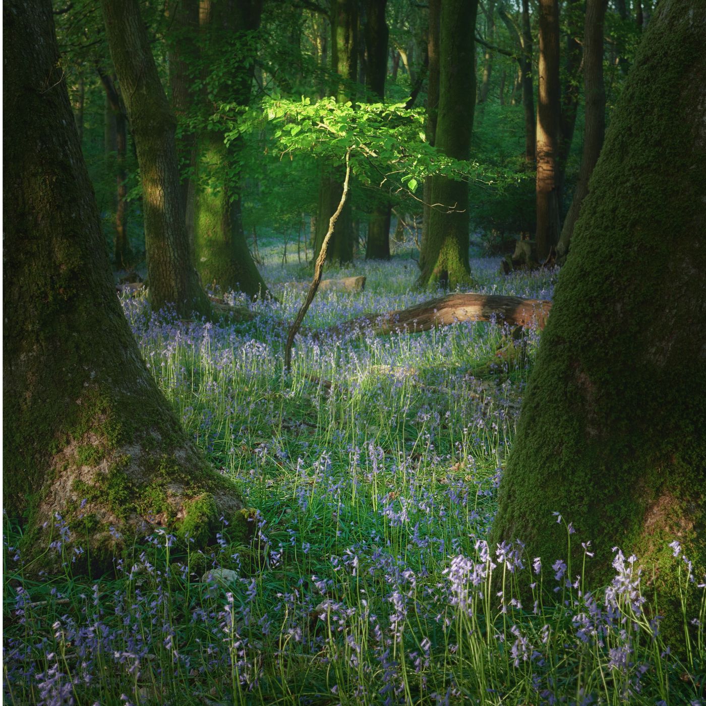 Plymbridge woods, United Kingdom
