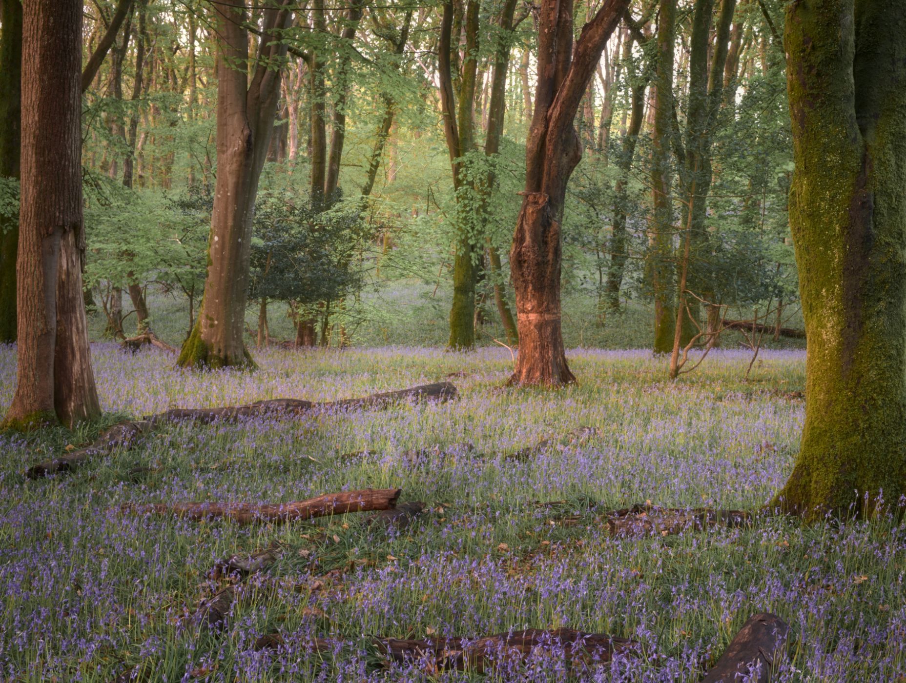 Plymbridge woods, United Kingdom