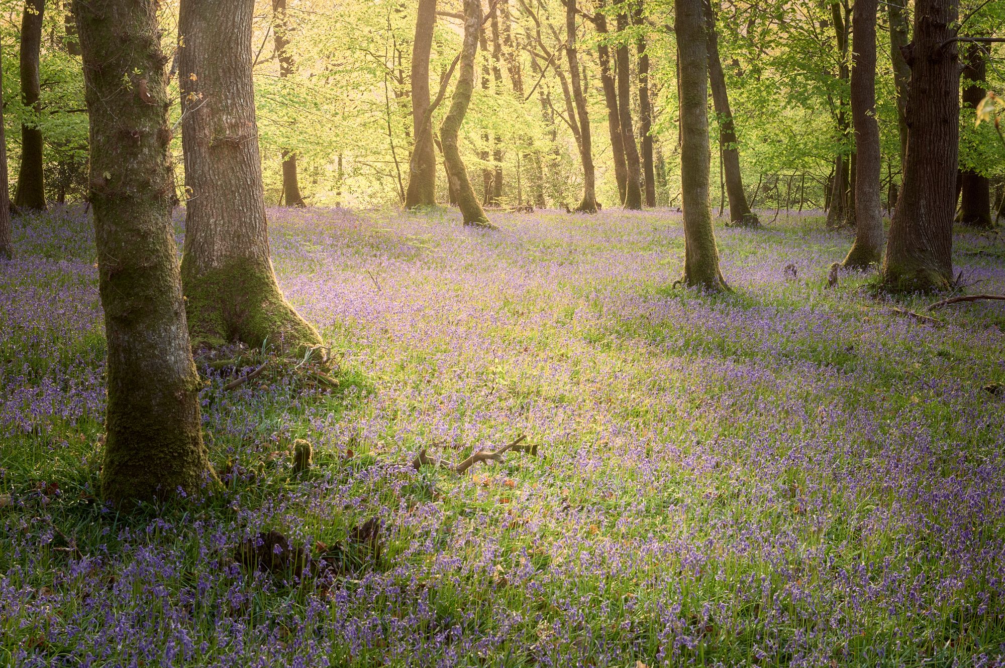 Plymbridge woods, United Kingdom