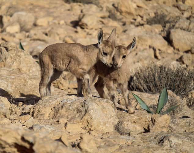 Ramon Crater, Israel