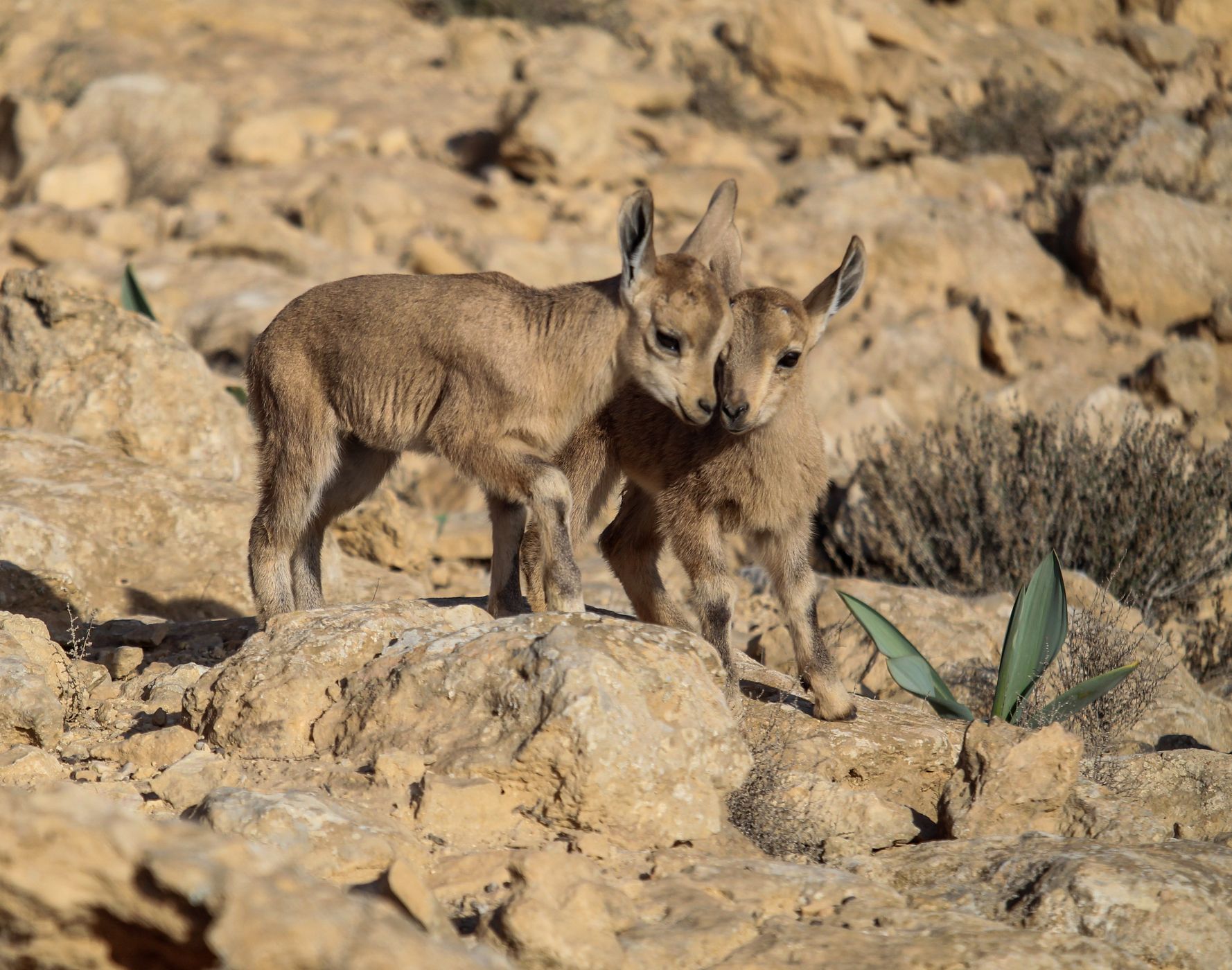 Ramon Crater, Israel, Israel