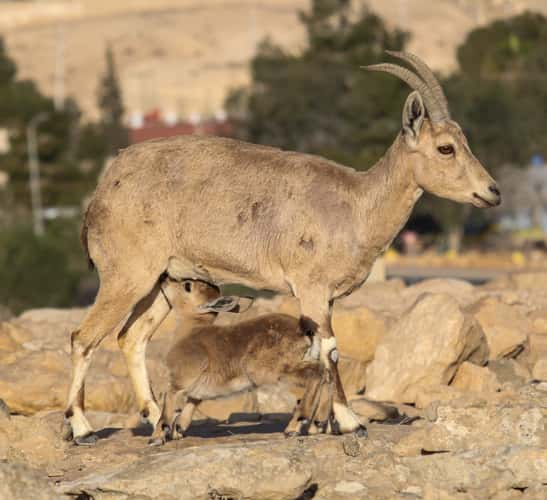 Ramon Crater, Israel