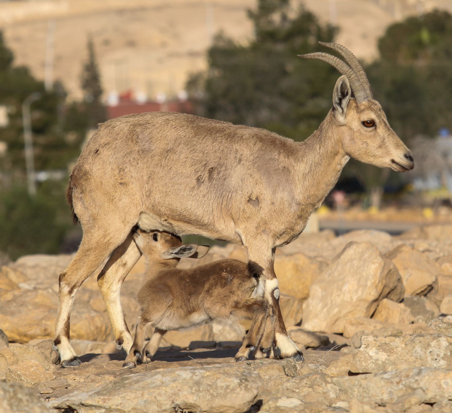 Ramon Crater, Israel, Israel