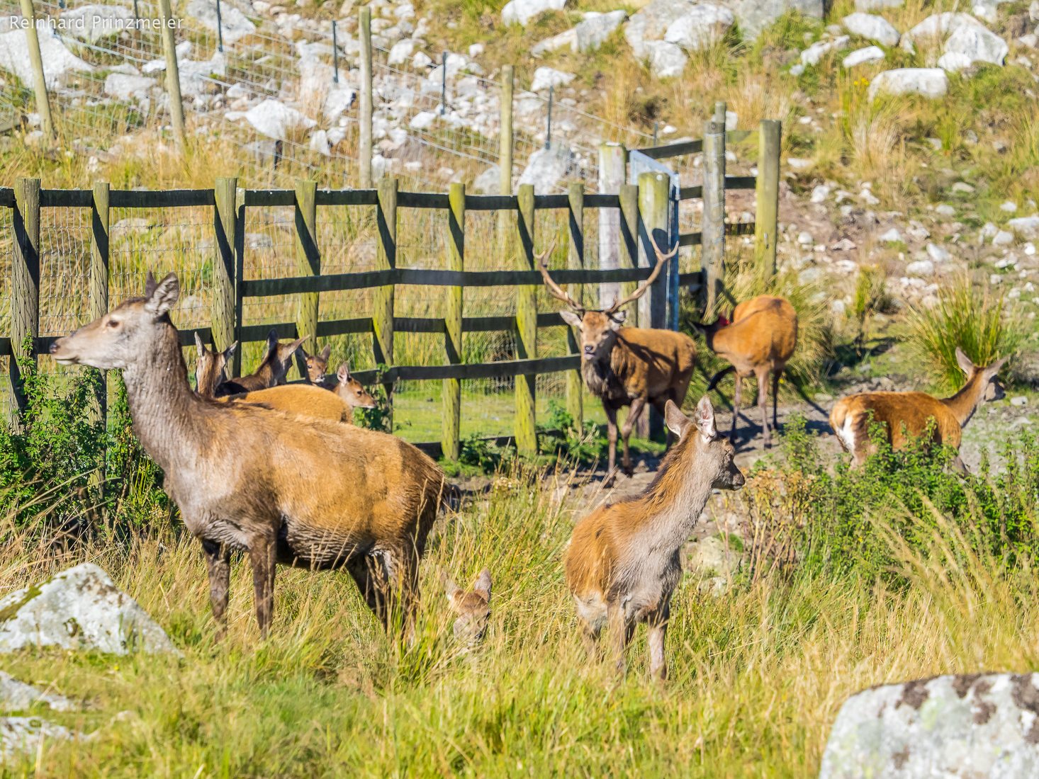 Red Deer Range, United Kingdom
