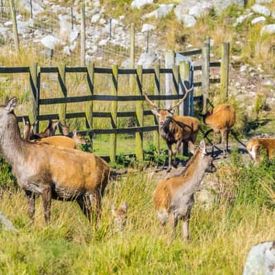 Red Deer Range, United Kingdom