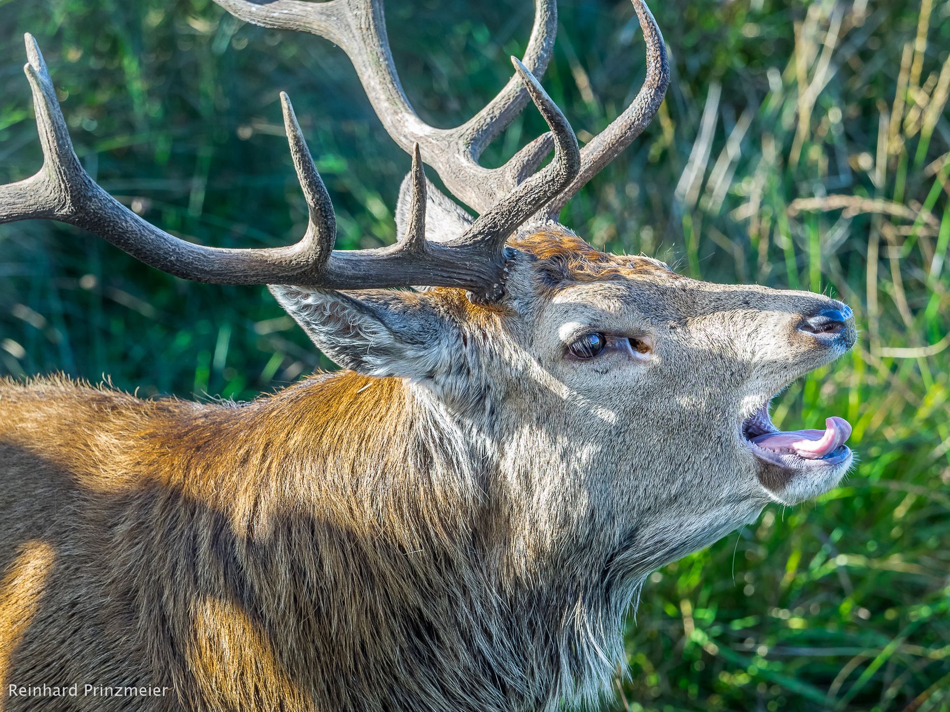 Red Deer Range, United Kingdom