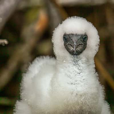 Red footed Booby Chick Isle Genovesa, Galapagos, Ecuador