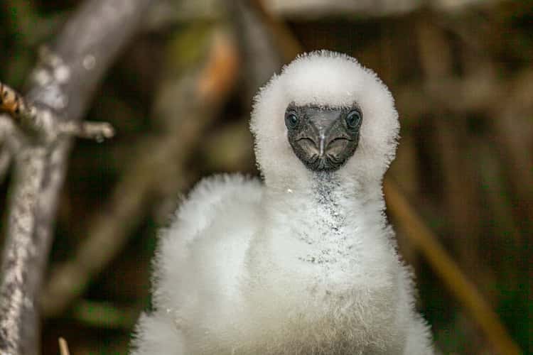 Red footed Booby Chick Isle Genovesa, Galapagos