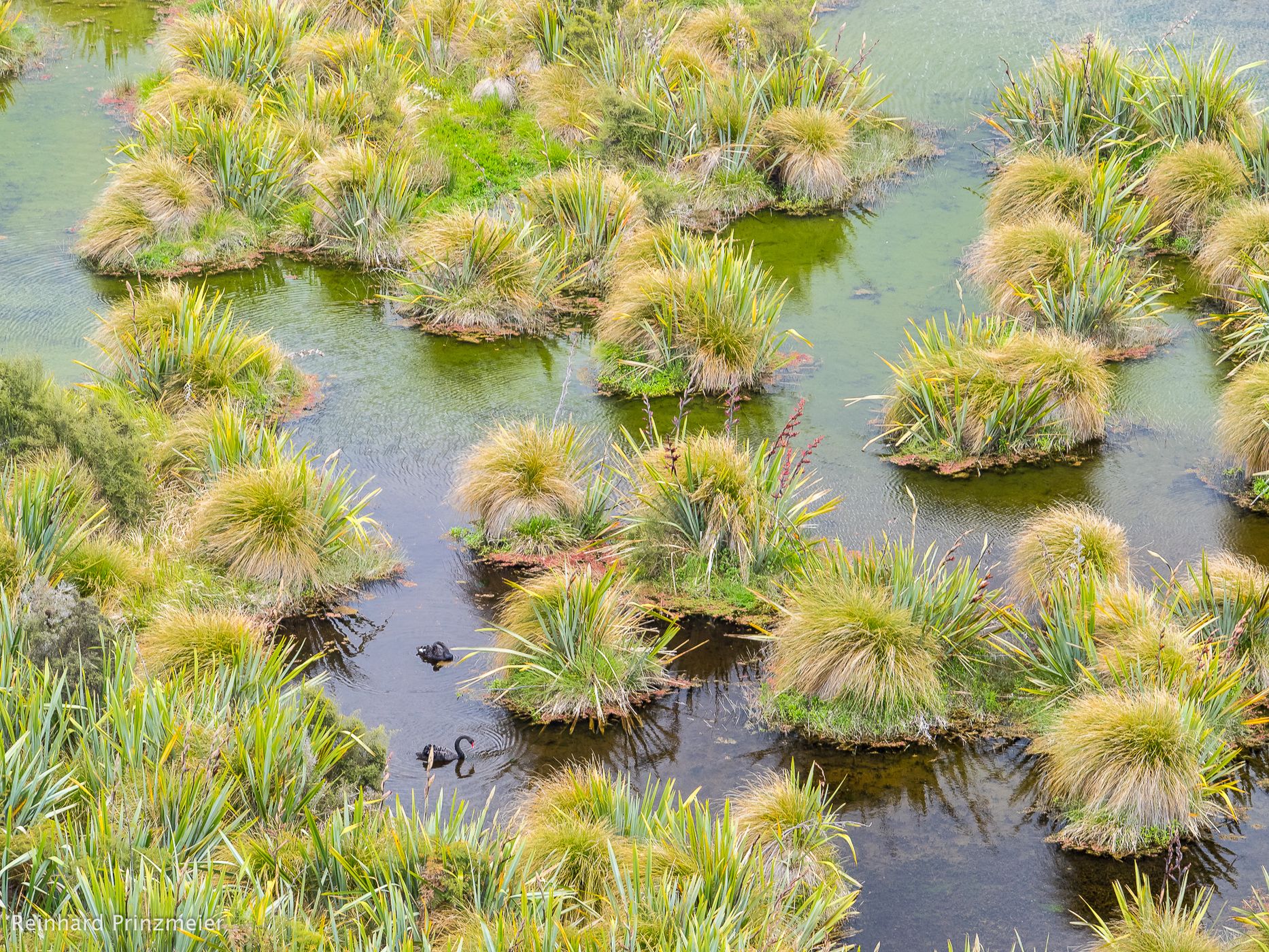 Redcliff Wetland Reserve, New Zealand