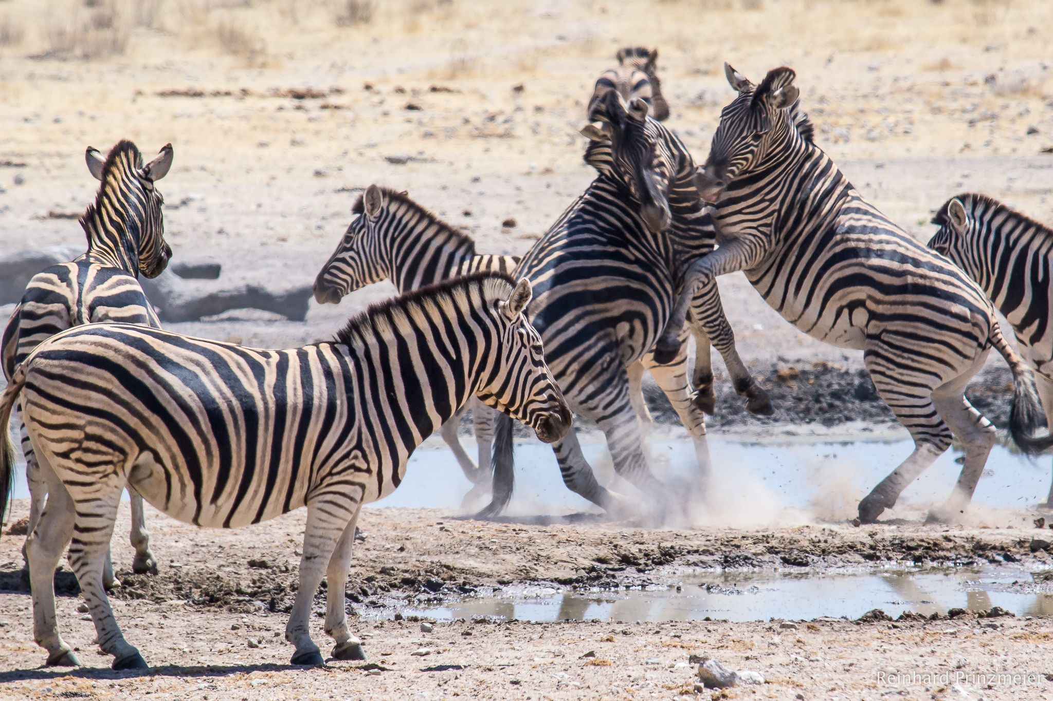 Renostervlei Waterhole, Namibia