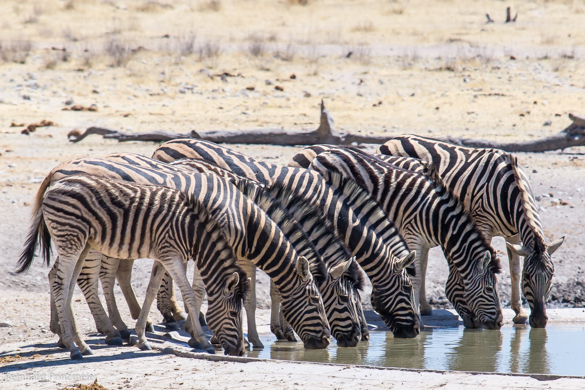Renostervlei Waterhole, Namibia