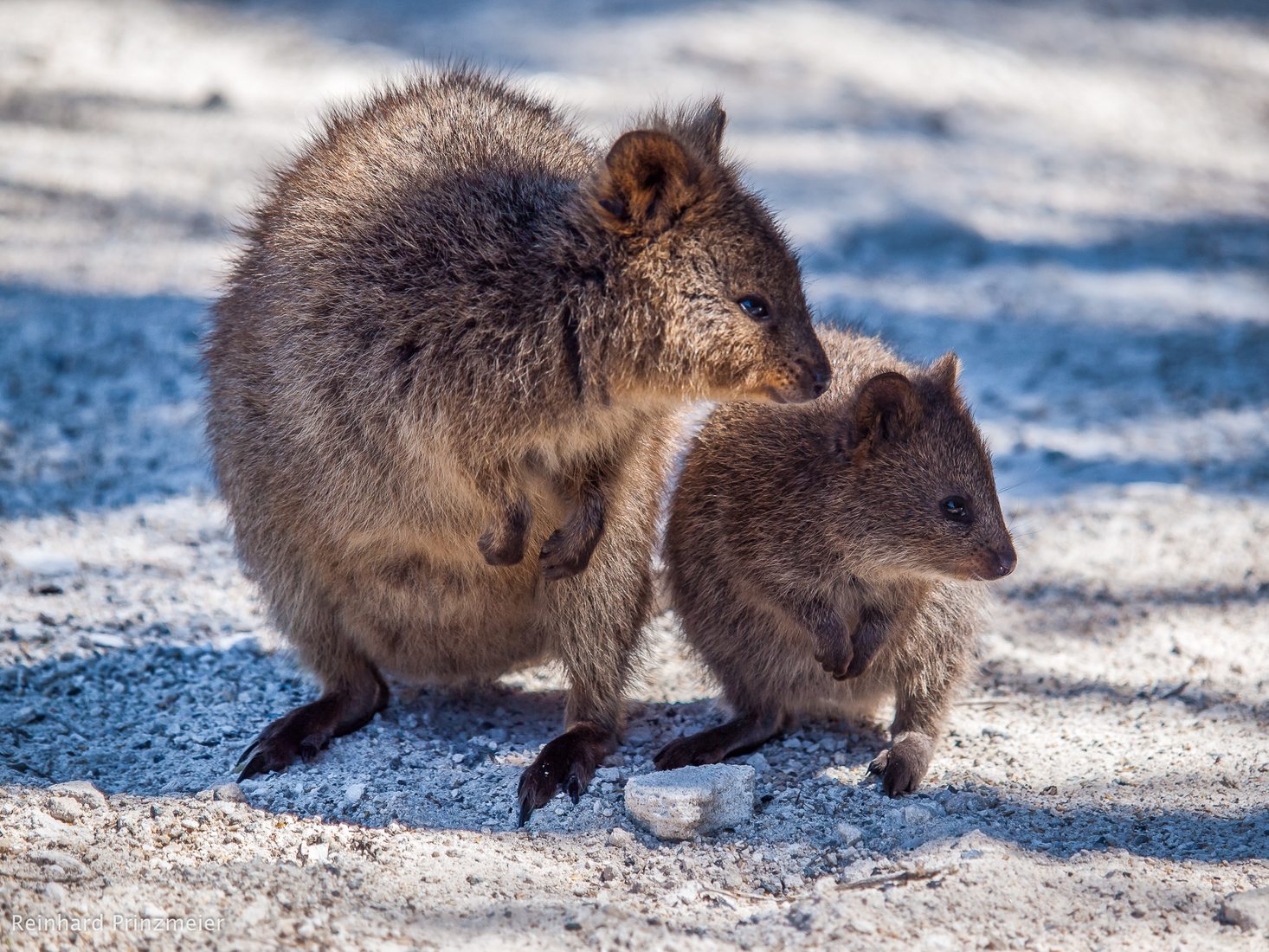 Rottnest Island Quokkas, Australia