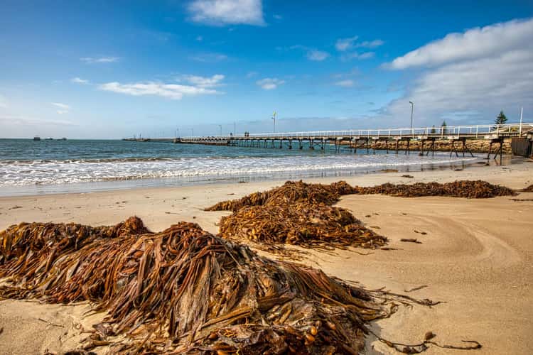 Seaweed on the Beach, Beachport, South Australia