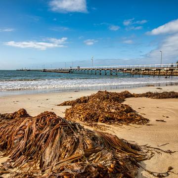 Seaweed on the Beach, Beachport, South Australia, Australia
